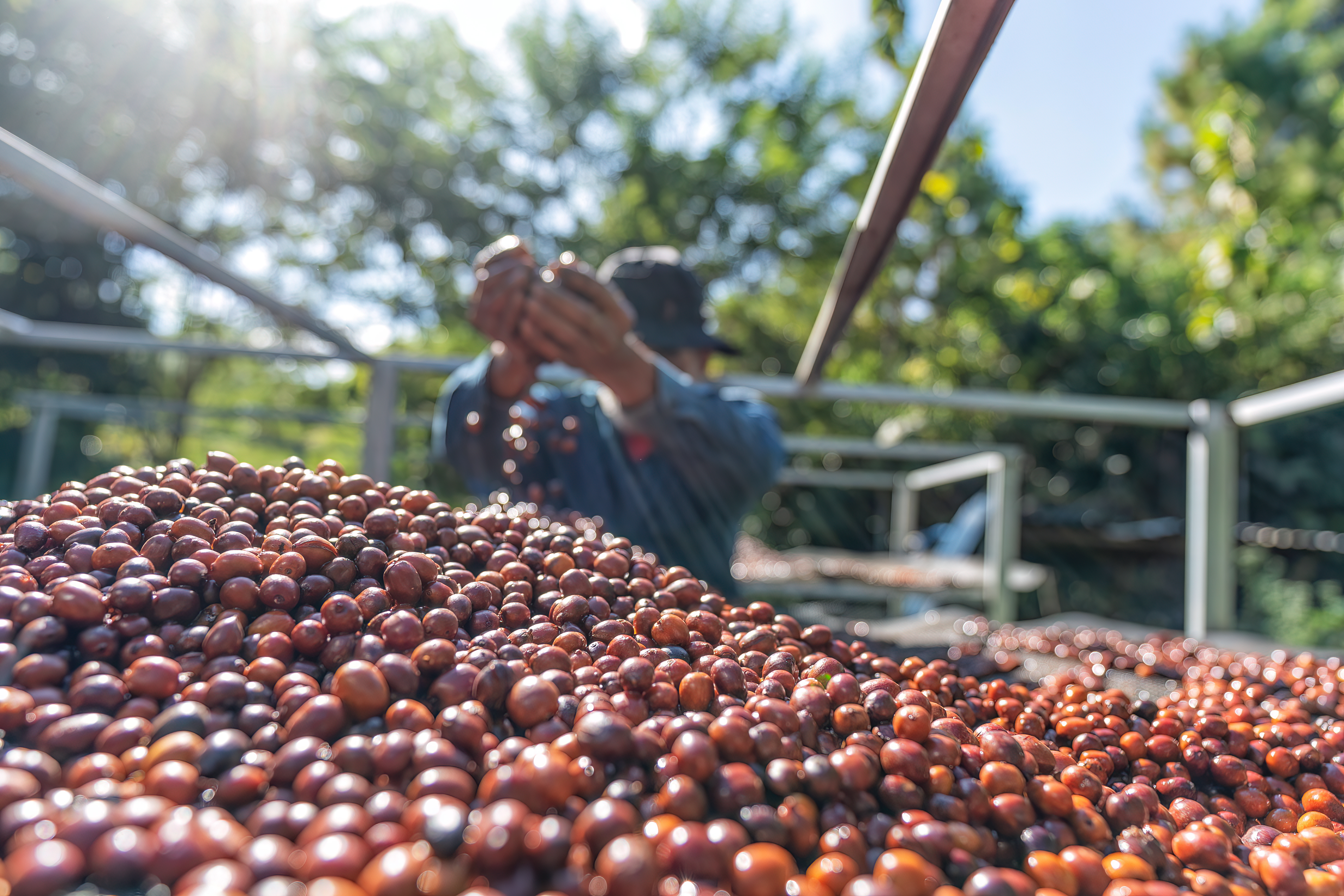 Farmer Use Hand Turn Coffee Beans Upside Down Berr 2026 03 09 23 13 26 Utc